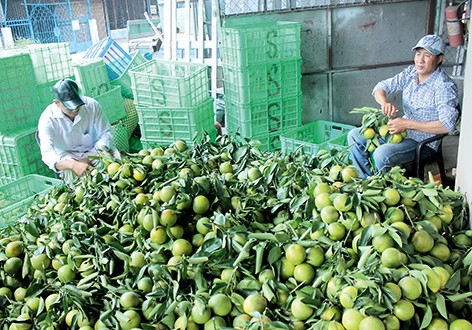 Phung Hiêp: les fruits de la croissance - ảnh 1